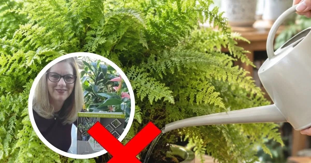Consejos de cuidado para helechos de interior según Lisa Eldred Steinkopf