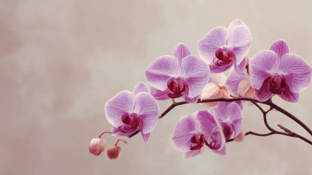 Cómo lograr que tu orquídea florezca de nuevo
