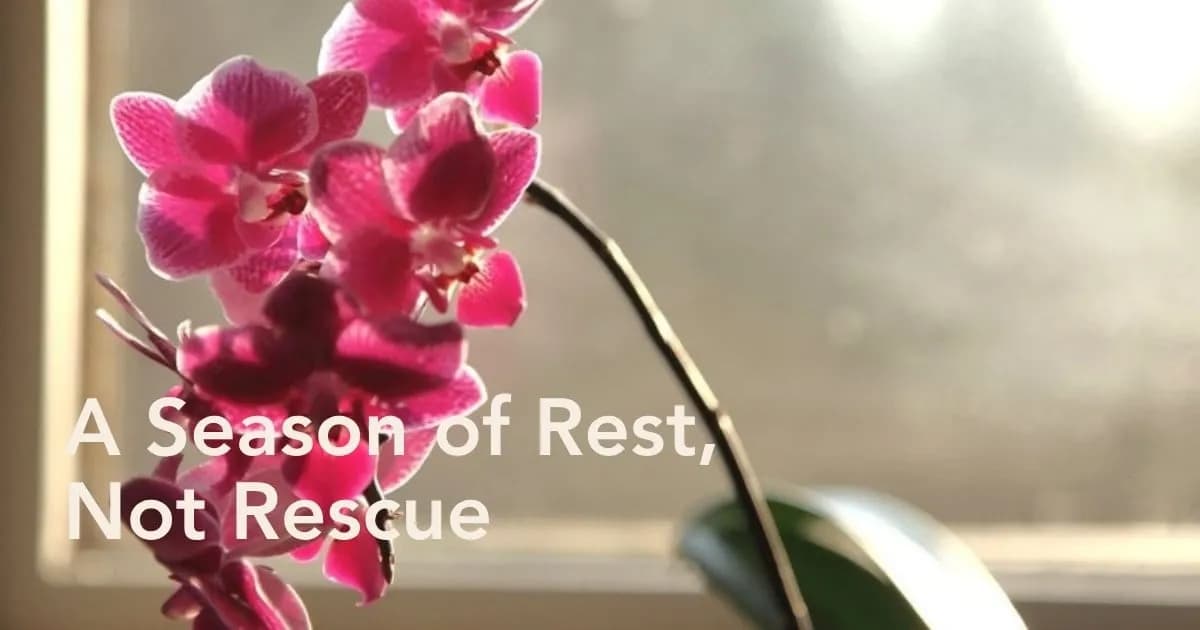 Cuidado de plantas de interior en invierno: recomendaciones esenciales