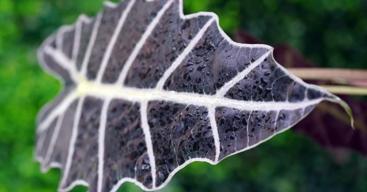 Plantas de hojas negras: opciones elegantes para decorar en Halloween