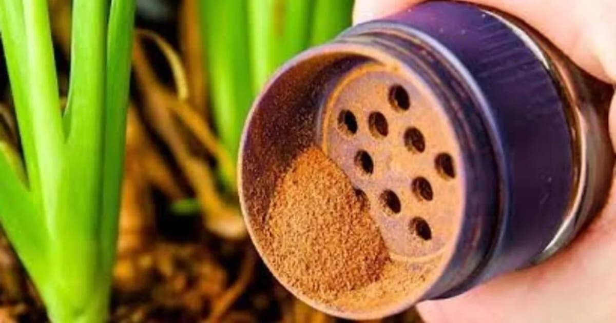 Uso de canela en el cuidado de plantas: beneficios y limitaciones