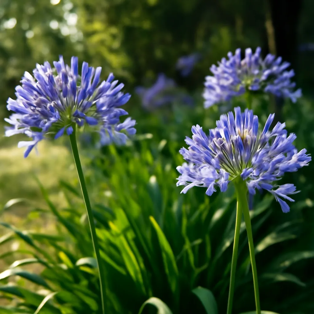 Consejos para estimular la floración de los agapantos